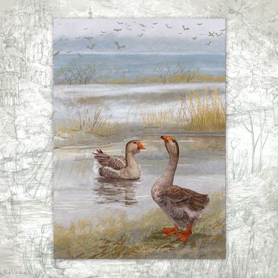 Открытка «Дикие гуси»